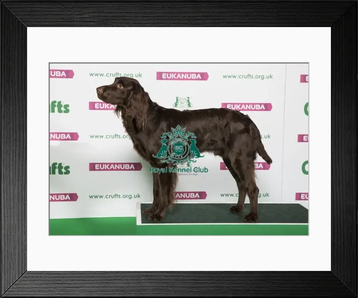 Framed Print : Best of Breed Winner GERMAN LONGHAIRED POINTER Framed Print : Best of Breed Winner GERMAN LONGHAIRED POINTER