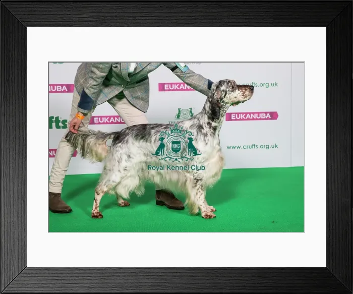 Framed Print : Best of Breed Winner ENGLISH SETTER