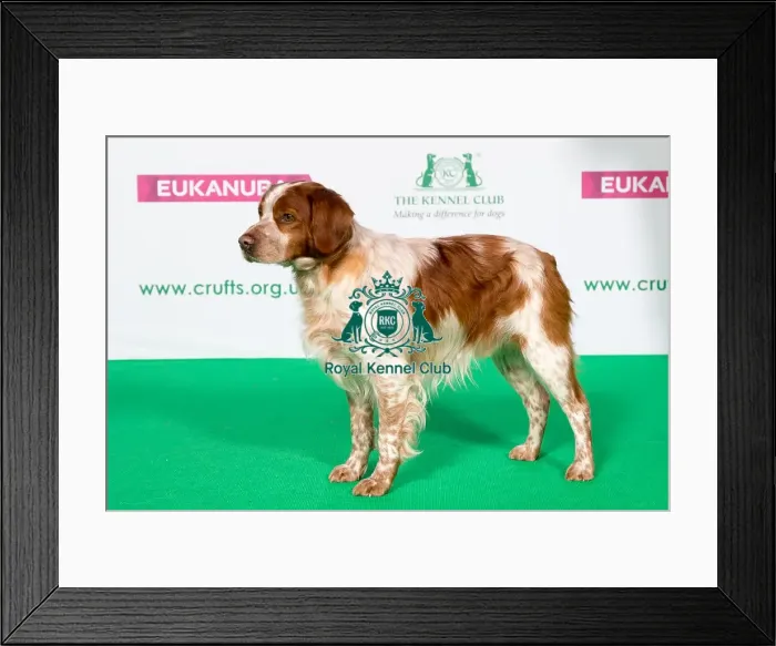 Framed Print : Best of Breed Winner BRITTANY Framed Print : Best of Breed Winner BRITTANY