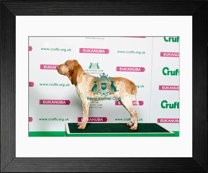 Framed Print : Best of Breed Winner BRACCO ITALIANO Framed Print : Best of Breed Winner BRACCO ITALIANO