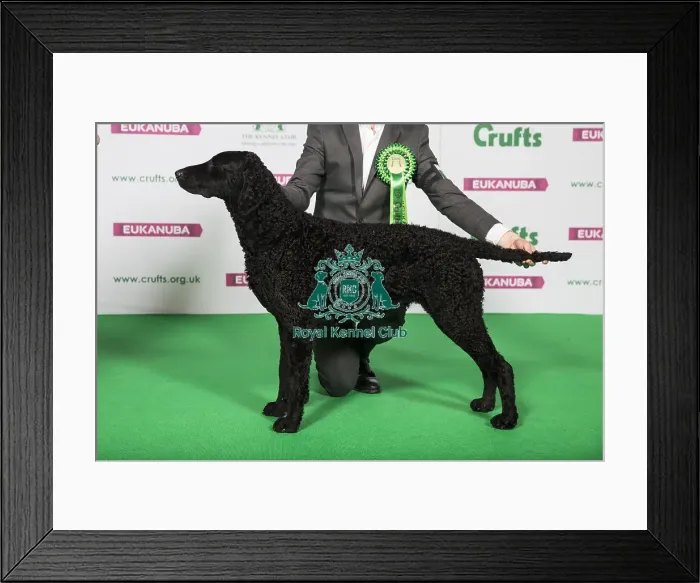 Framed Print : Best of Breed Winner RETRIEVER (CURLY COATED) Framed Print : Best of Breed Winner RETRIEVER (CURLY COATED)