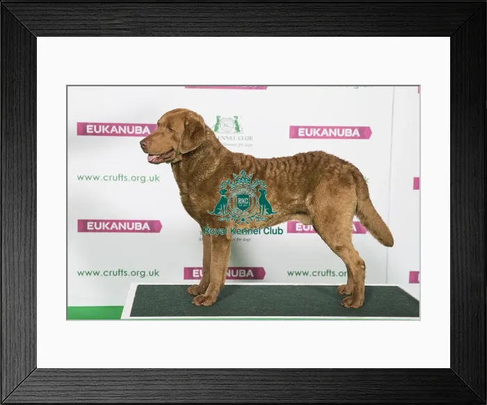Framed Print : Best of Breed Winner RETRIEVER (CHESAPEAKE BAY) Framed Print : Best of Breed Winner RETRIEVER (CHESAPEAKE BAY)