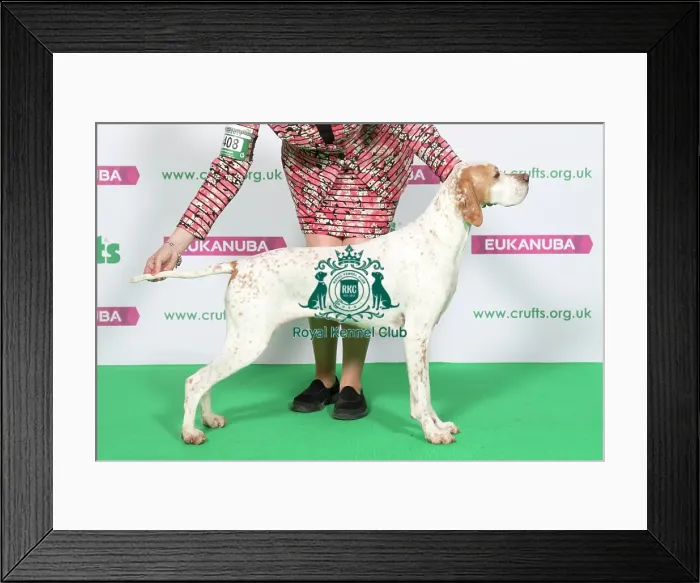 Framed Print : Best of Breed Winner POINTER Framed Print : Best of Breed Winner POINTER