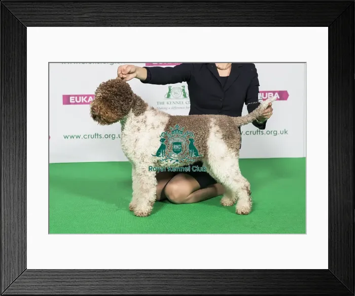 Framed Print : Best of Breed Winner LAGOTTO ROMAGNOLO Framed Print : Best of Breed Winner LAGOTTO ROMAGNOLO