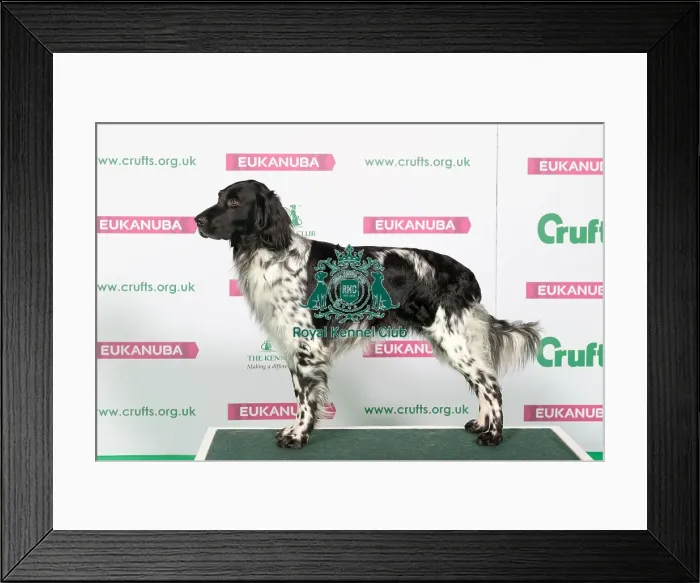 Framed Print : Best of Breed Winner LARGE MUNSTERLANDER Framed Print : Best of Breed Winner LARGE MUNSTERLANDER