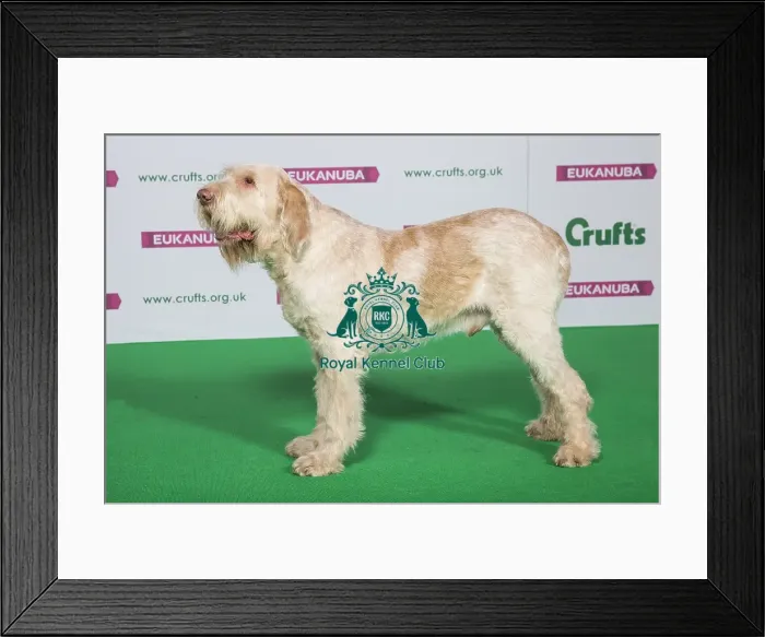 Framed Print : Best of Breed Winner ITALIAN SPINONE Framed Print : Best of Breed Winner ITALIAN SPINONE