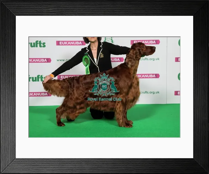 Framed Print : Best of Breed Winner IRISH SETTER Framed Print : Best of Breed Winner IRISH SETTER