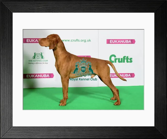 Framed Print : Best of Breed Winner HUNGARIAN VIZSLA Framed Print : Best of Breed Winner HUNGARIAN VIZSLA