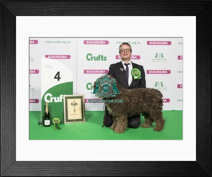 Framed Print : Gundog Group Winner 4th place Framed Print : Gundog Group Winner 4th place