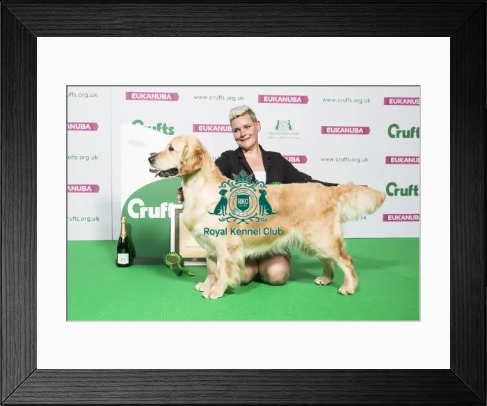 Framed Print : Gundog Group Winner 3rd place Framed Print : Gundog Group Winner 3rd place