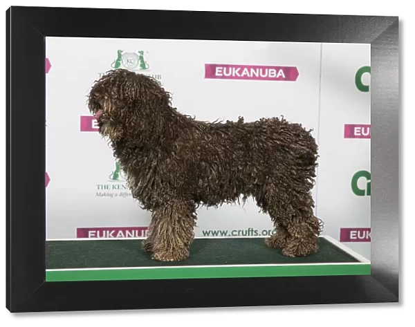 Best of Breed Winner SPANISH WATER DOG