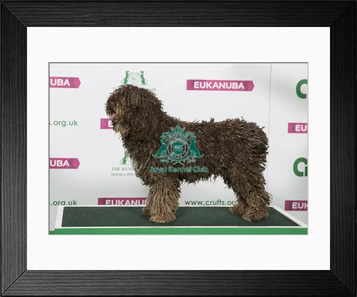 Framed Print : Best of Breed Winner SPANISH WATER DOG Framed Print : Best of Breed Winner SPANISH WATER DOG