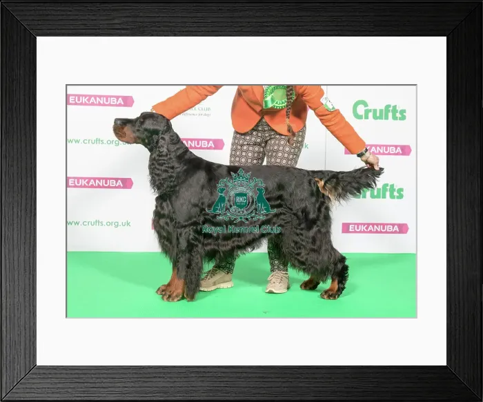 Framed Print : Best of Breed Winner GORDON SETTER Framed Print : Best of Breed Winner GORDON SETTER