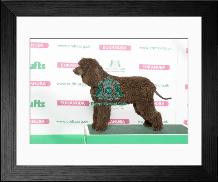 Framed Print : Best of Breed Winner SPANIEL (IRISH WATER) Framed Print : Best of Breed Winner SPANIEL (IRISH WATER)