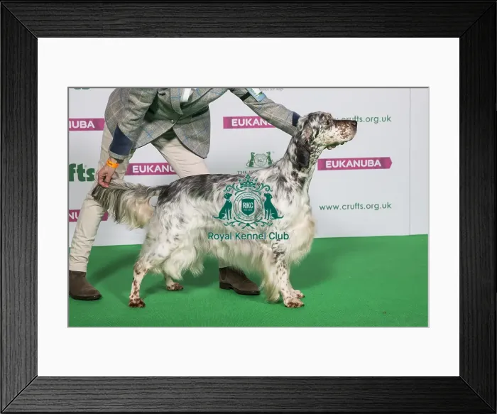 Framed Print : Best of Breed Winner ENGLISH SETTER Framed Print : Best of Breed Winner ENGLISH SETTER