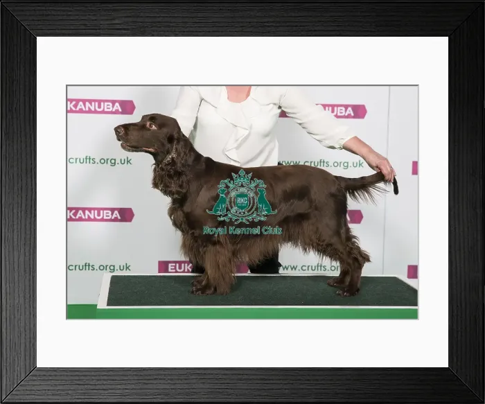 Framed Print : Best of Breed Winner SPANIEL (FIELD) Framed Print : Best of Breed Winner SPANIEL (FIELD)