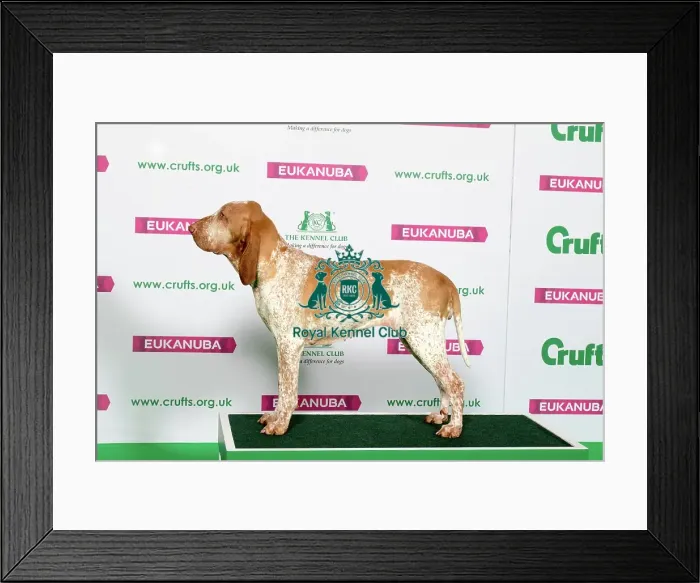 Framed Print : Best of Breed Winner BRACCO ITALIANO Framed Print : Best of Breed Winner BRACCO ITALIANO