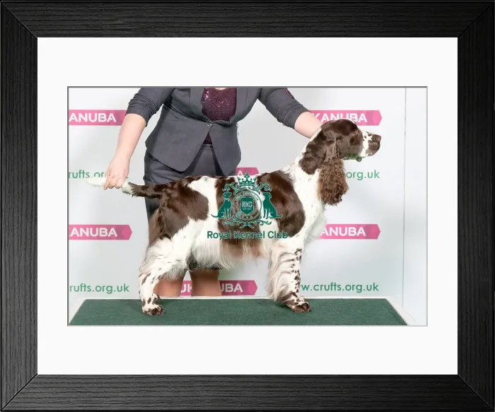 Framed Print : Best of Breed Winner SPANIEL (ENGLISH SPRINGER) Framed Print : Best of Breed Winner SPANIEL (ENGLISH SPRINGER)