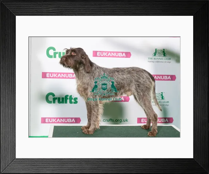 Framed Print : Best of Breed Winner KORTHALS GRIFFON Framed Print : Best of Breed Winner KORTHALS GRIFFON
