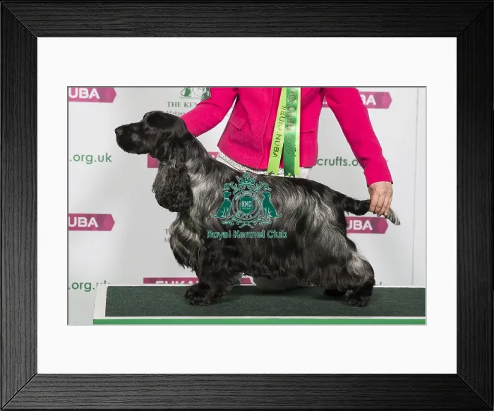 Framed Print : Best of Breed Winner SPANIEL (COCKER) Framed Print : Best of Breed Winner SPANIEL (COCKER)