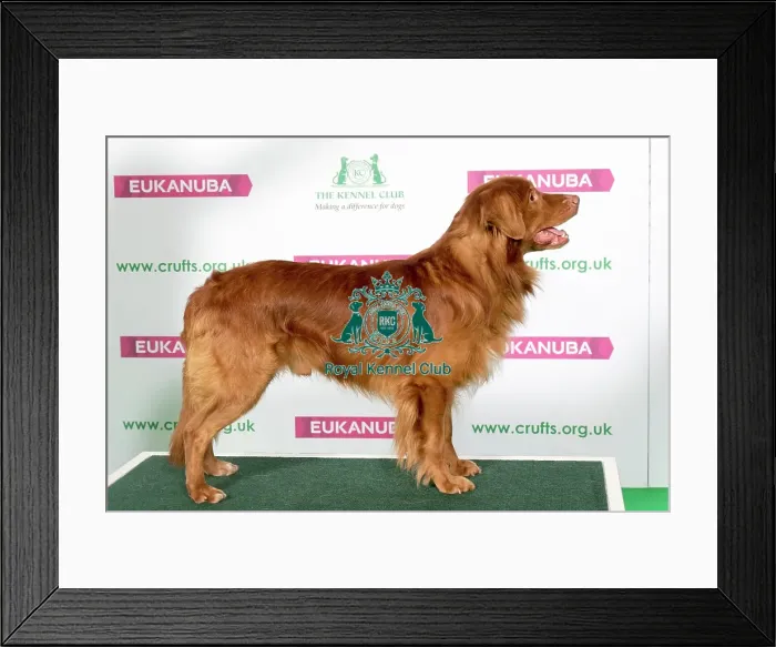 Framed Print : Best of Breed Winner Retriever (Nova Scotia Duck Tolling) Framed Print : Best of Breed Winner Retriever (Nova Scotia Duck Tolling)