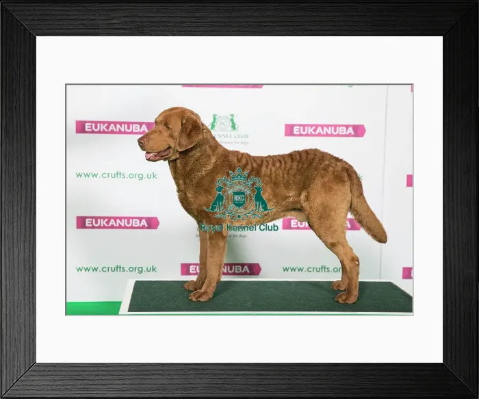 Framed Print : Best of Breed Winner RETRIEVER (CHESAPEAKE BAY) Framed Print : Best of Breed Winner RETRIEVER (CHESAPEAKE BAY)