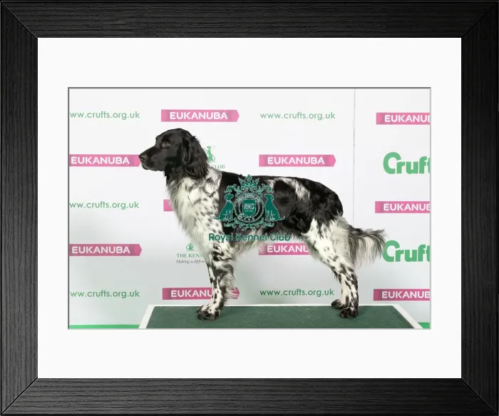 Framed Print : Best of Breed Winner LARGE MUNSTERLANDER Framed Print : Best of Breed Winner LARGE MUNSTERLANDER