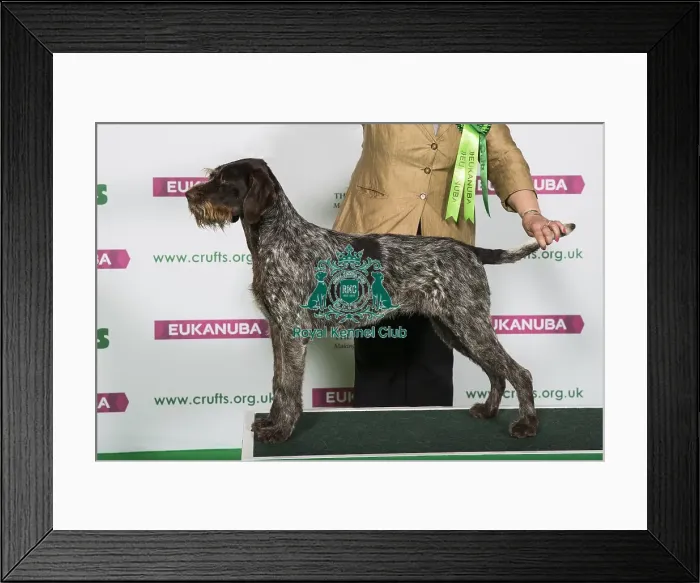 Framed Print : Best of Breed Winner GERMAN WIREHAIRED POINTER Framed Print : Best of Breed Winner GERMAN WIREHAIRED POINTER