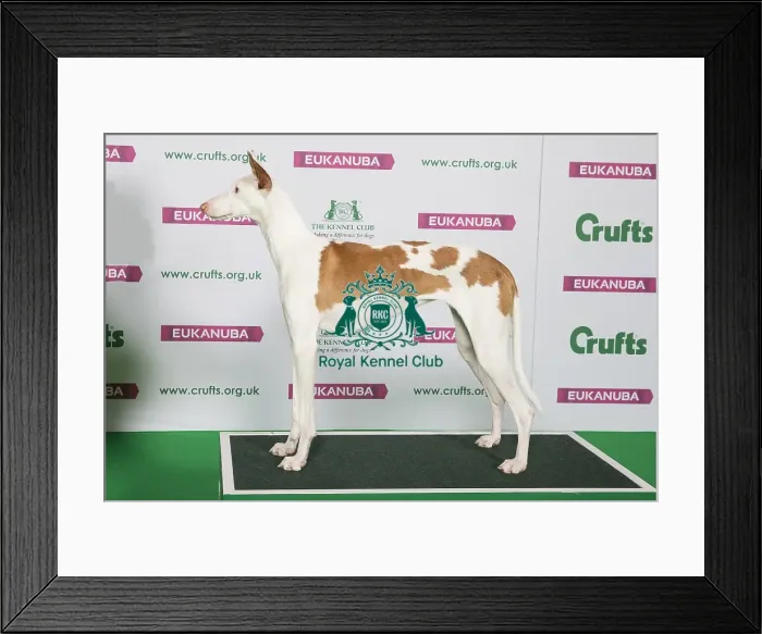 Framed Print : Best of Breed Winner IBIZAN HOUND Framed Print : Best of Breed Winner IBIZAN HOUND