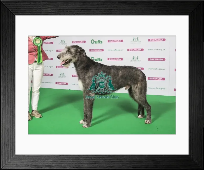 Framed Print : Best of Breed Winner IRISH WOLFHOUND Framed Print : Best of Breed Winner IRISH WOLFHOUND
