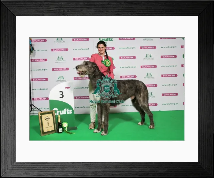 Framed Print : Hound Group Winner 3rd Place Framed Print : Hound Group Winner 3rd Place