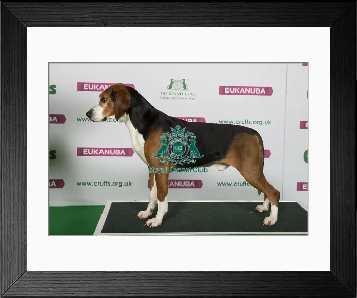 Framed Print : Best of Breed Winner HAMILTONSTOVARE Framed Print : Best of Breed Winner HAMILTONSTOVARE