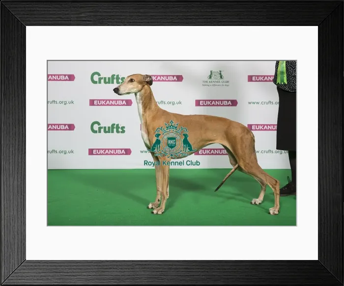 Framed Print : Best of Breed Winner GREYHOUND Framed Print : Best of Breed Winner GREYHOUND