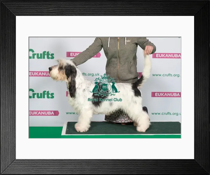 Framed Print : Best of Breed Winner BASSET GRIFFON VENDEEN (GRAND)