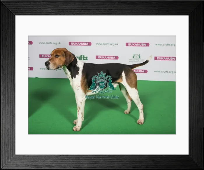 Framed Print : Best of Breed Winner FOX HOUND Framed Print : Best of Breed Winner FOX HOUND