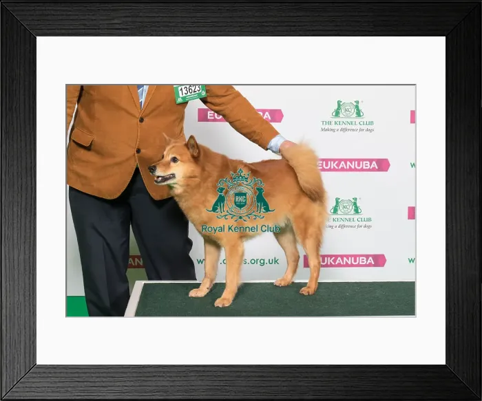 Framed Print : Best of Breed Winner FINNISH SPITZ Framed Print : Best of Breed Winner FINNISH SPITZ