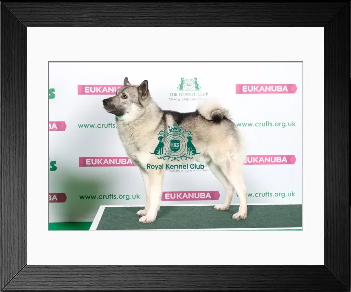 Framed Print : Best of Breed Winner NORWEGIAN ELKHOUND Framed Print : Best of Breed Winner NORWEGIAN ELKHOUND