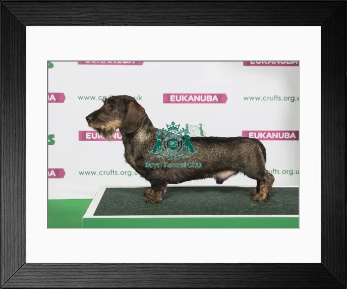 Framed Print : Best of Breed Winner DACHSHUND (WIRE HAIRED)