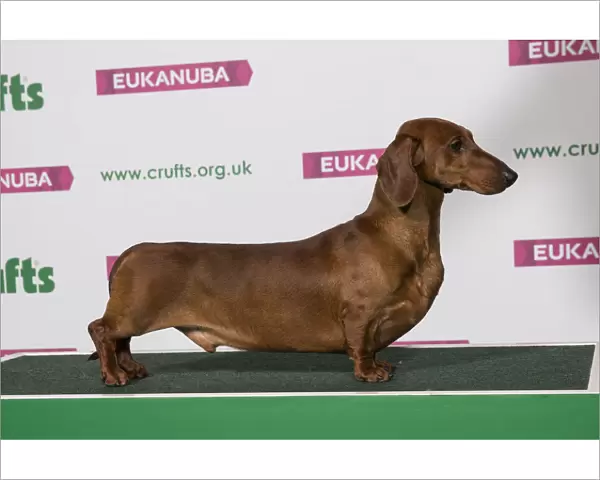 Best of Breed Winner DACHSHUND (SMOOTH HAIRED)
