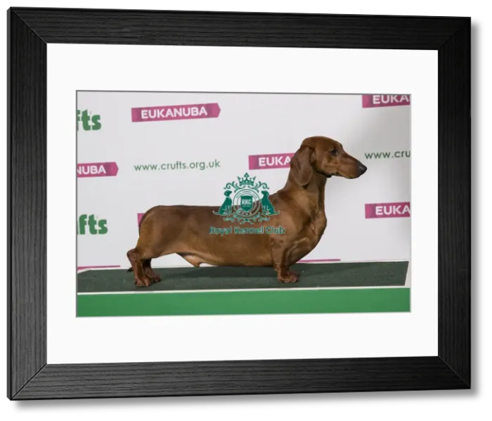 Framed Print : Best of Breed Winner DACHSHUND (SMOOTH HAIRED) Framed Print : Best of Breed Winner DACHSHUND (SMOOTH HAIRED)