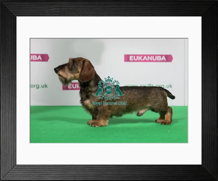 Framed Print : Best of Breed Winner DACHSHUND (MINIATURE WIRE HAIRED)