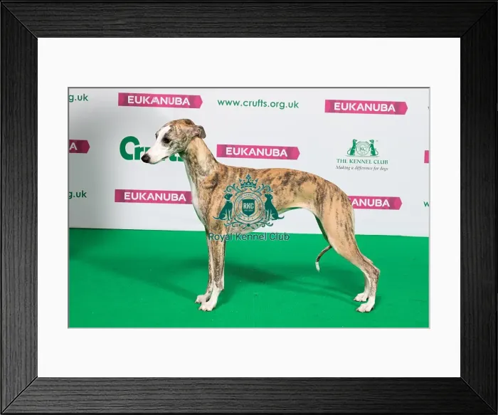 Framed Print : Best of Breed Winner WHIPPET Framed Print : Best of Breed Winner WHIPPET