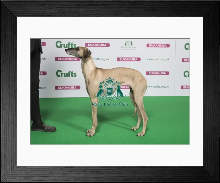 Framed Print : Best of Breed Winner SLOUGHI Framed Print : Best of Breed Winner SLOUGHI