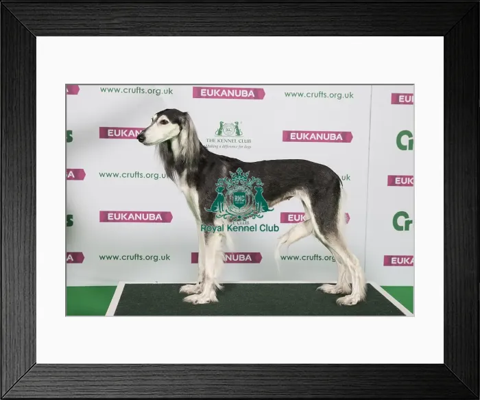 Framed Print : Best of Breed Winner SALUKI Framed Print : Best of Breed Winner SALUKI