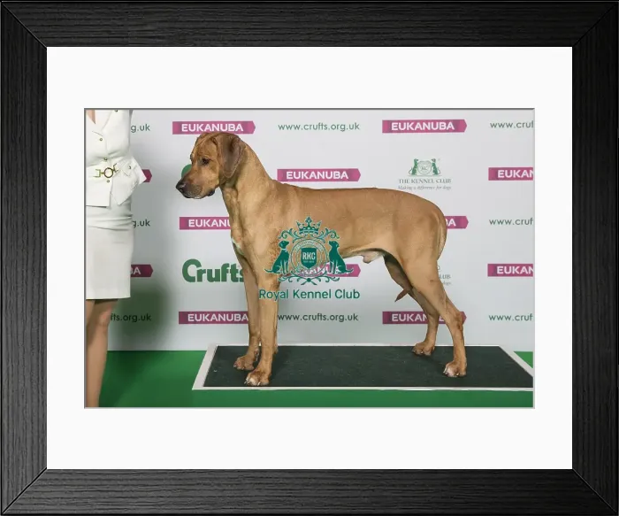 Framed Print : Best of Breed Winner RHODESIAN RIDGEBACK Framed Print : Best of Breed Winner RHODESIAN RIDGEBACK