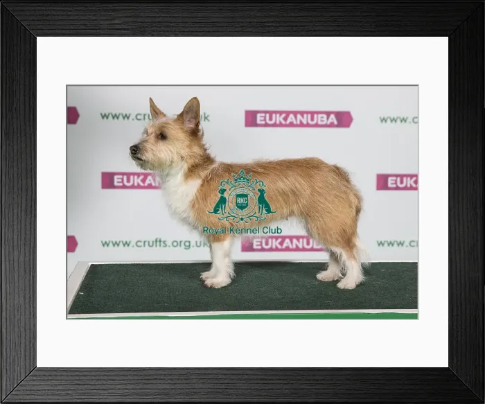 Framed Print : Best of Breed Winner Portuguese Podengo (Warren Hound) (Non Cc)