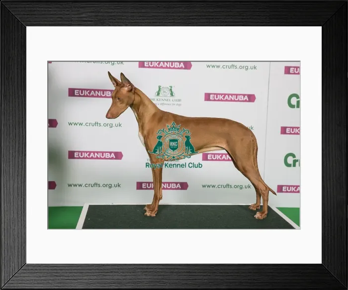 Framed Print : Best of Breed Winner PHARAOH HOUND Framed Print : Best of Breed Winner PHARAOH HOUND
