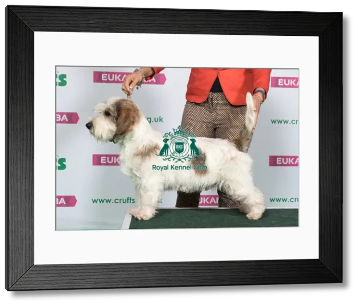 Framed Print : Best of Breed Winner BASSET GRIFFON VENDEEN (PETIT) Framed Print : Best of Breed Winner BASSET GRIFFON VENDEEN (PETIT)