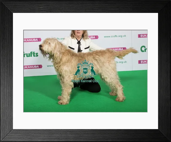 Framed Print : Best of Breed Winner OTTERHOUND Framed Print : Best of Breed Winner OTTERHOUND