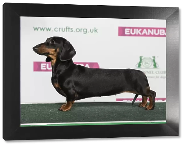 Best of Breed Winner Dachshund (Miniature Smooth Haired)